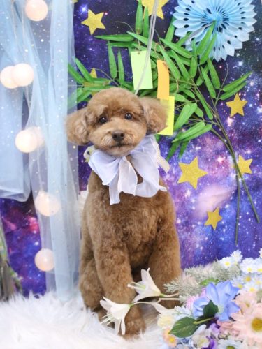 20250711ぷぷくん